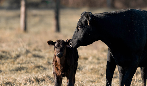 A healthy cow nuzzles a calf on a farm setting