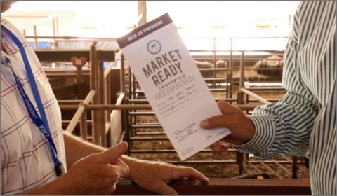 Two cattle producers discuss Market Ready Program brochure at sale barn