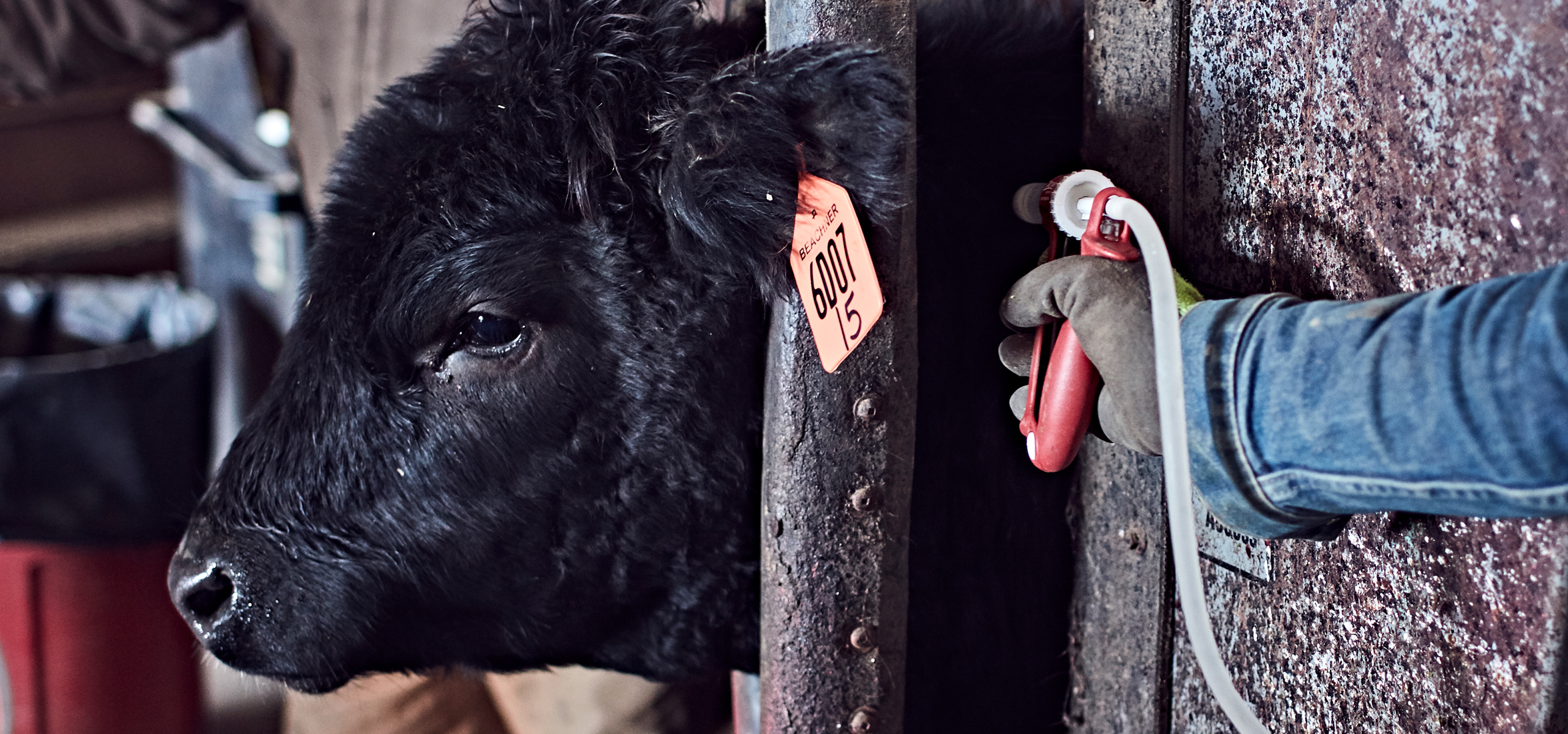 beef calf in chute