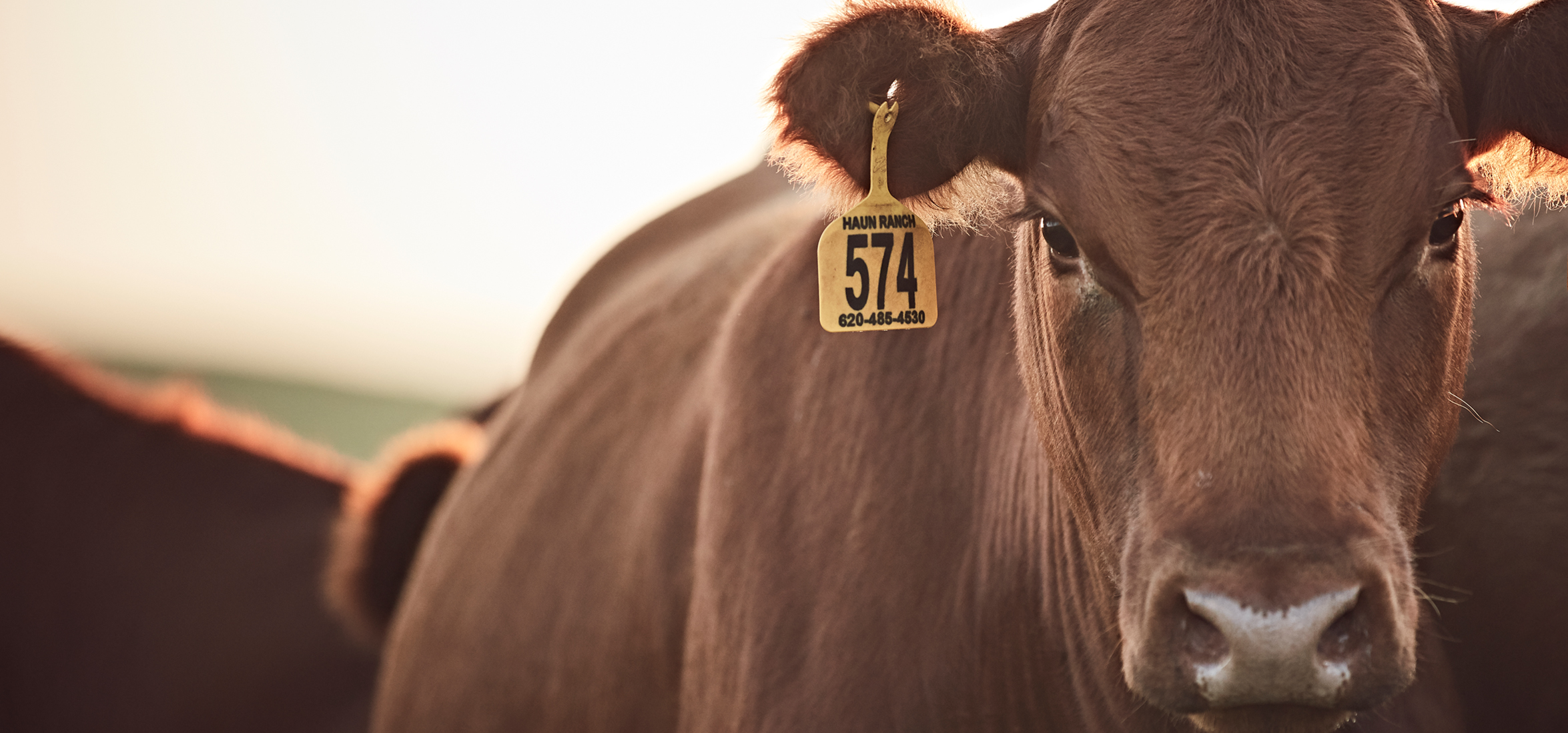 red angus beef cow