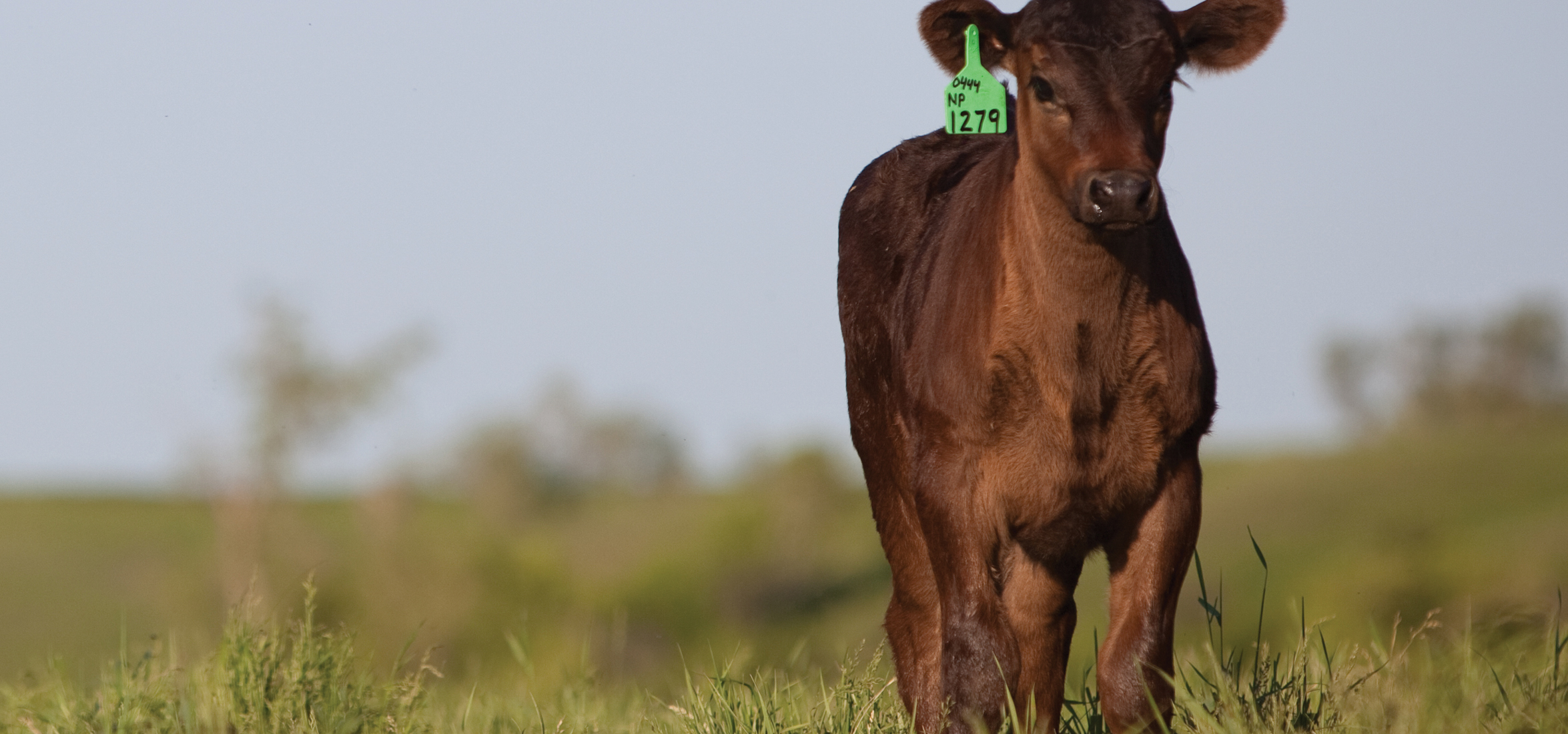 Beef calf on pasture