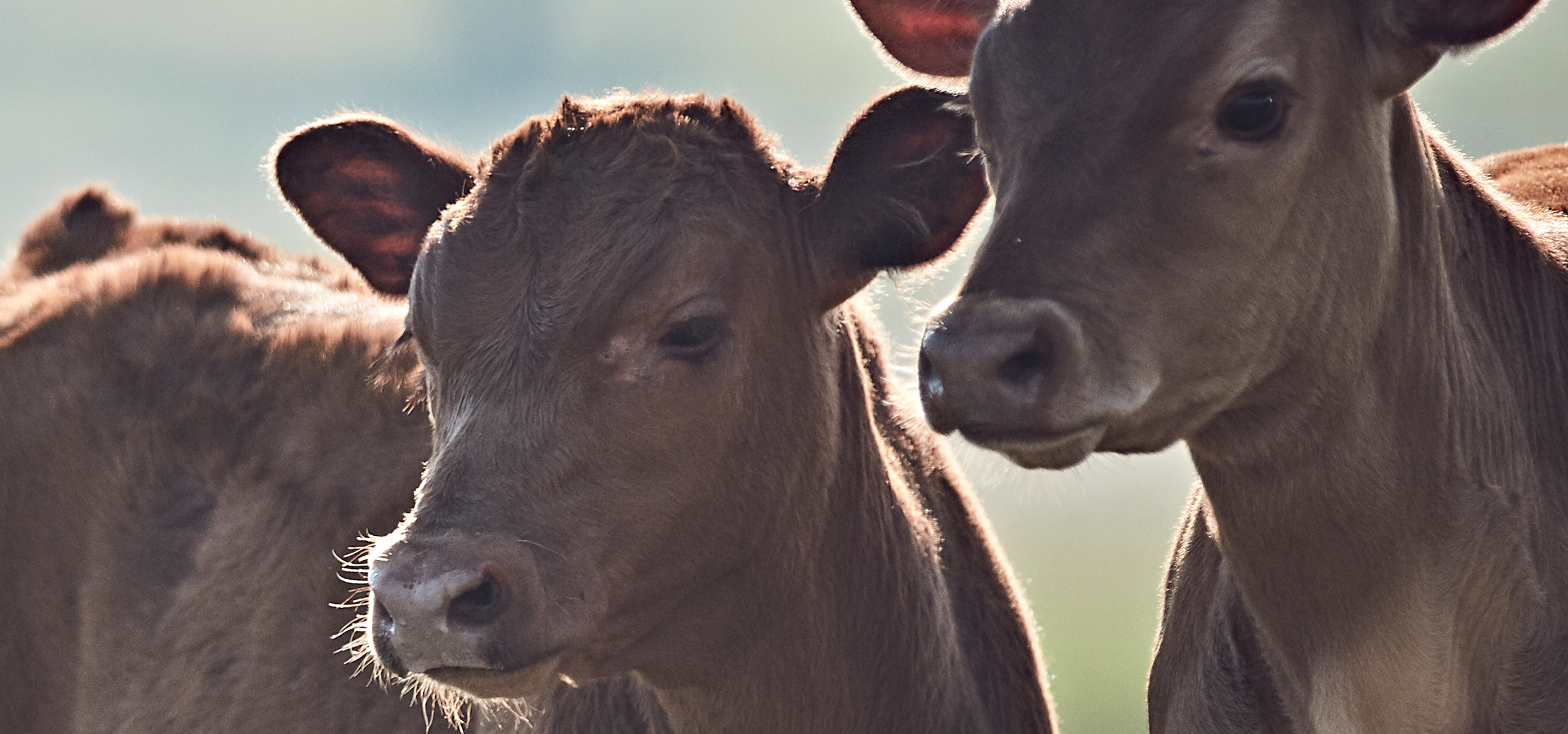 beef calves on pasture