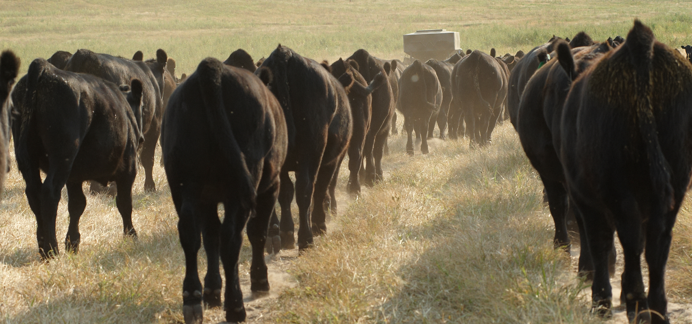 beef cattle following feed truck