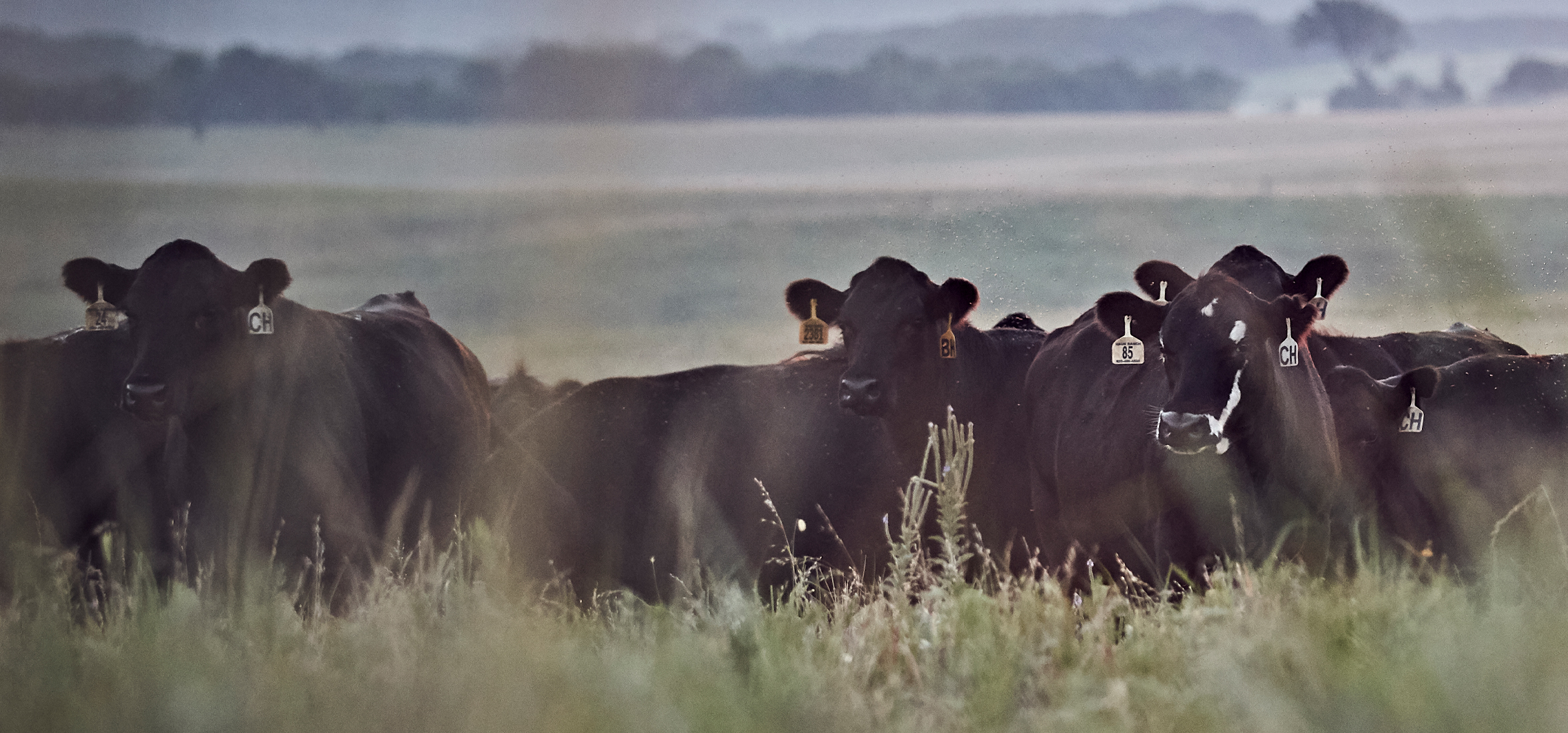 Beef cattle on pasture