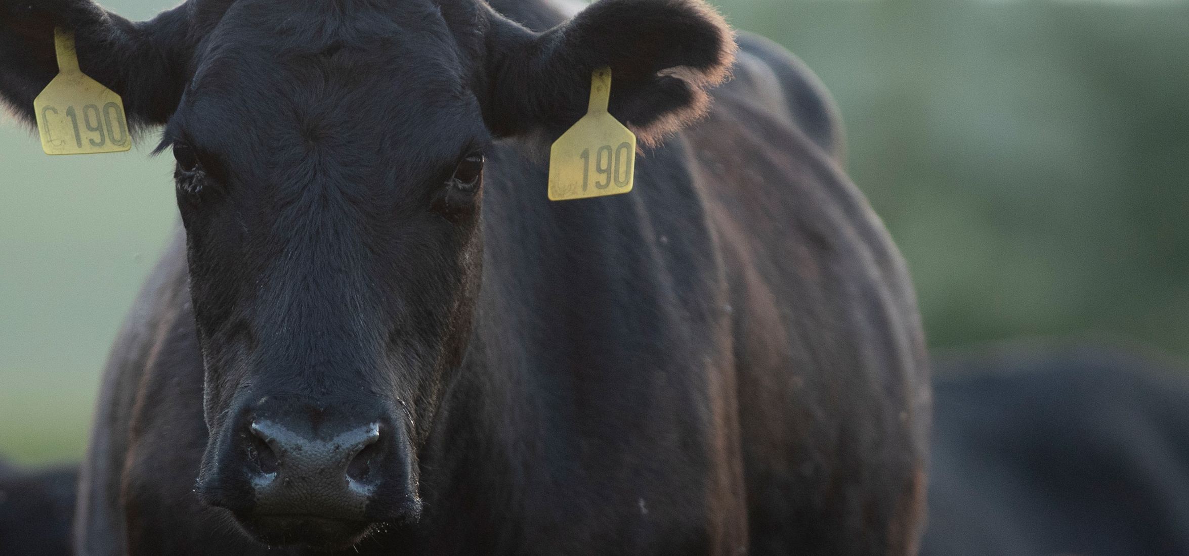 Beef-cow-black-angus