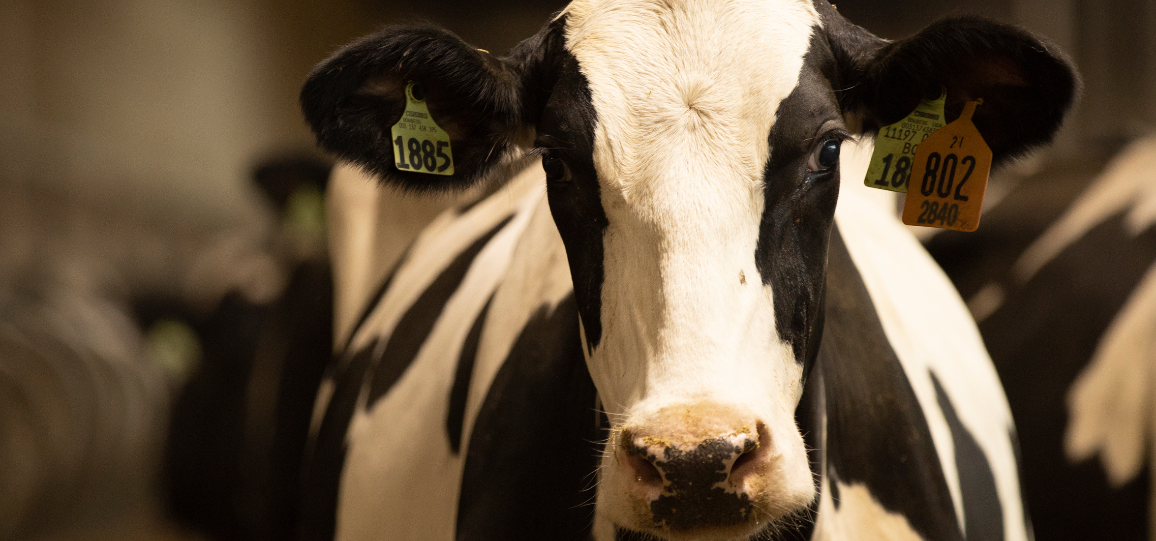 Dairy Cow in Freestall Barn