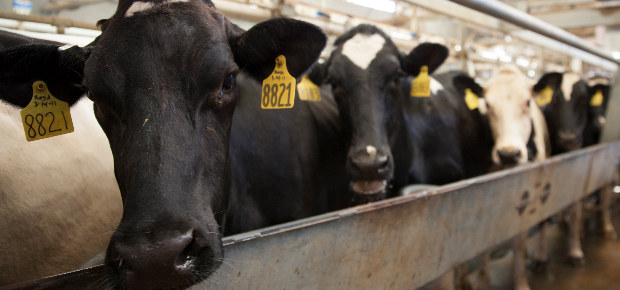 dairy cows in parlor