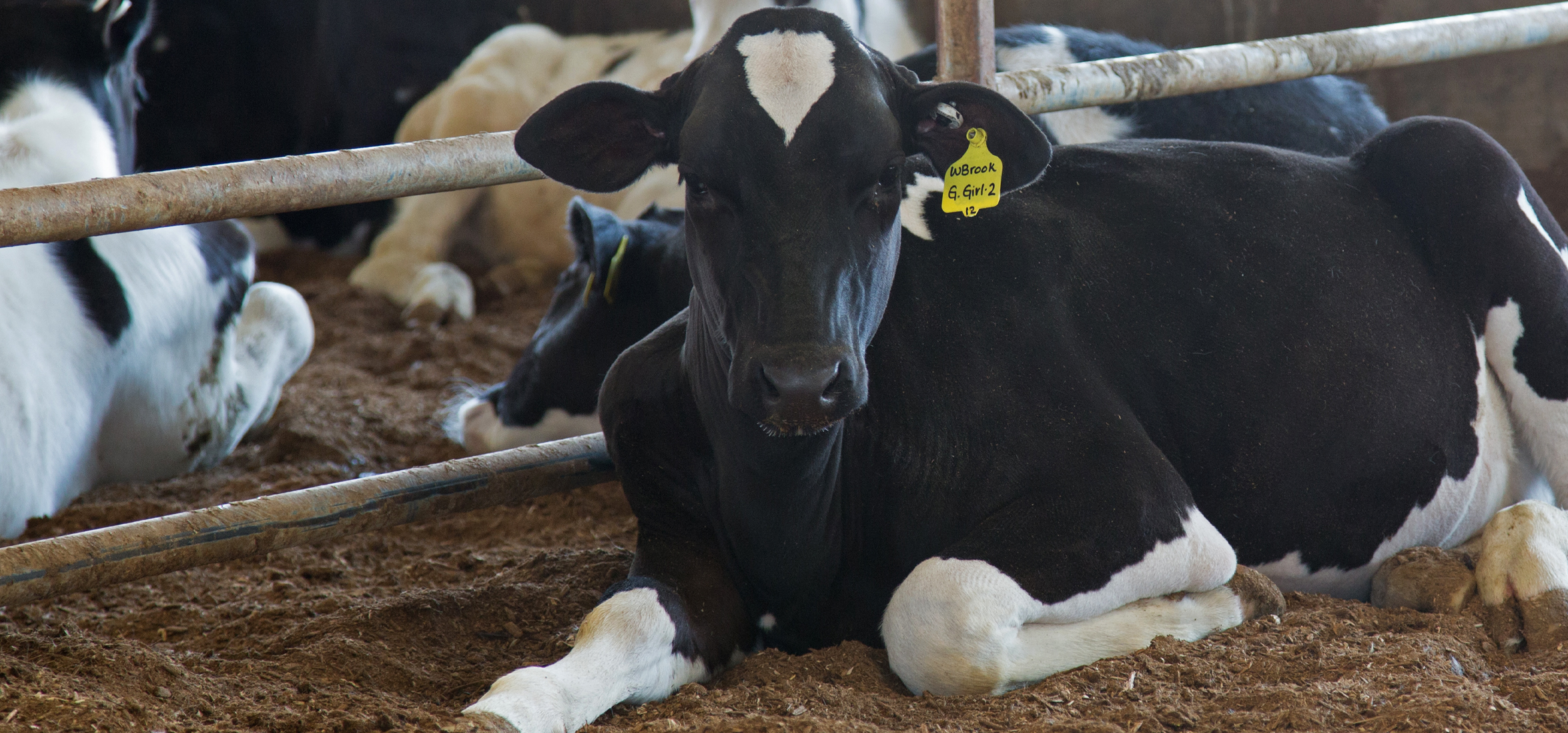 Dairy Heifer Laying Down