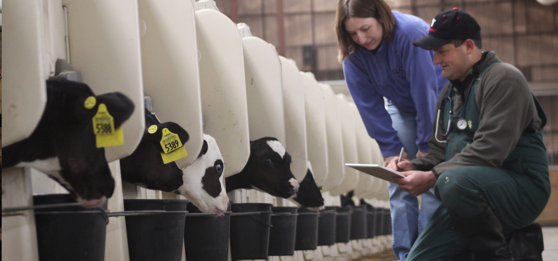 dairy producer and vet with young calves