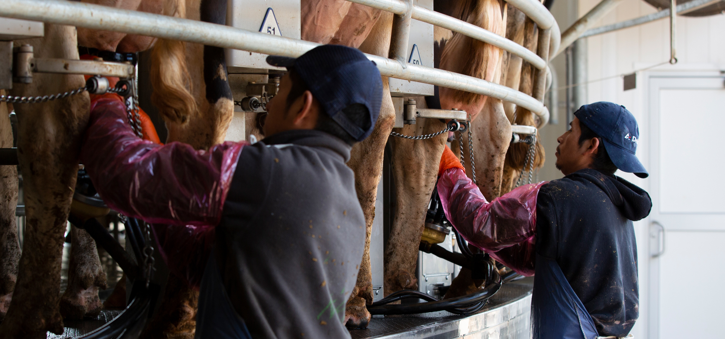 dairy workers in parlor