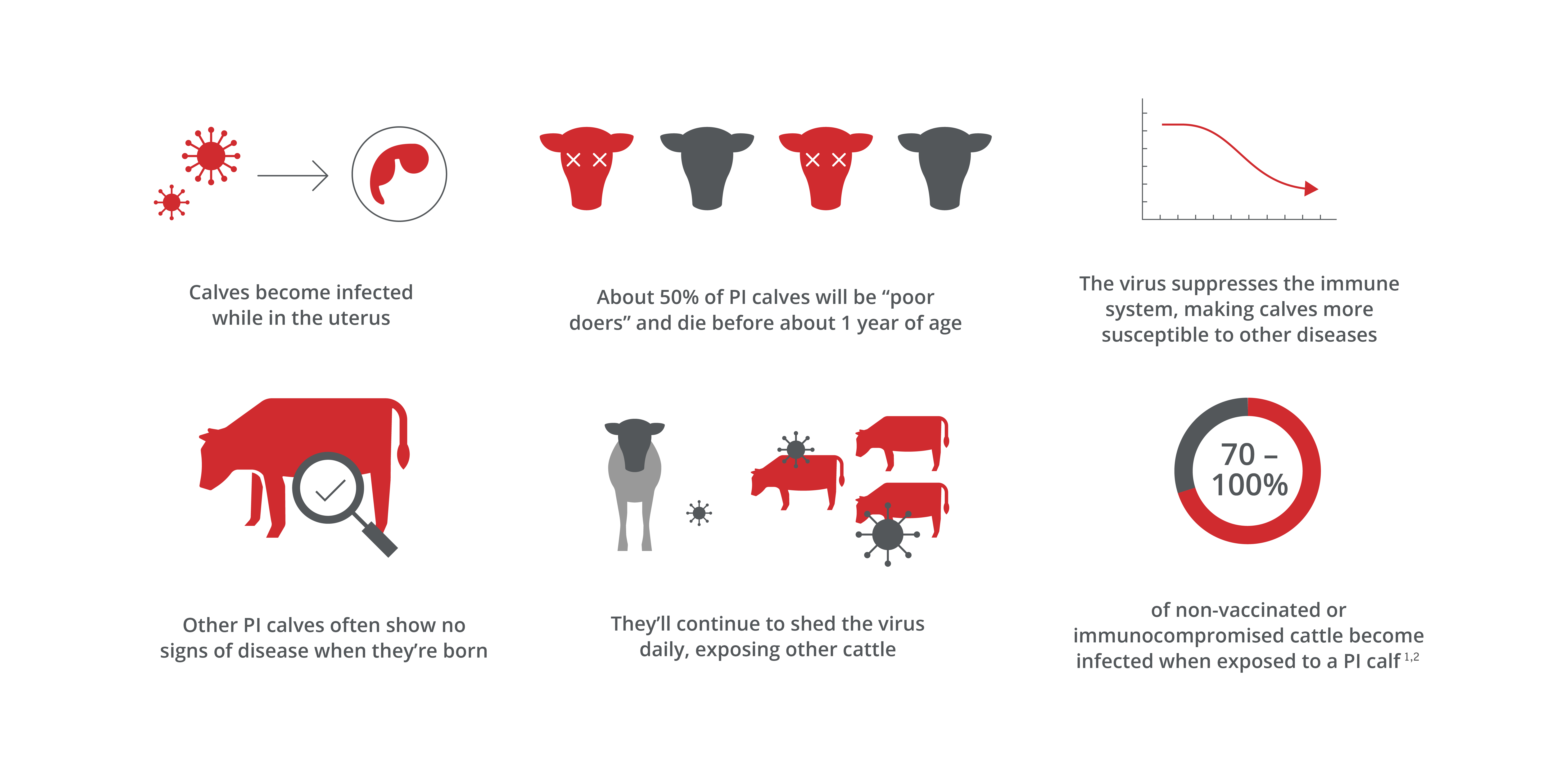 PI Calves Infographic