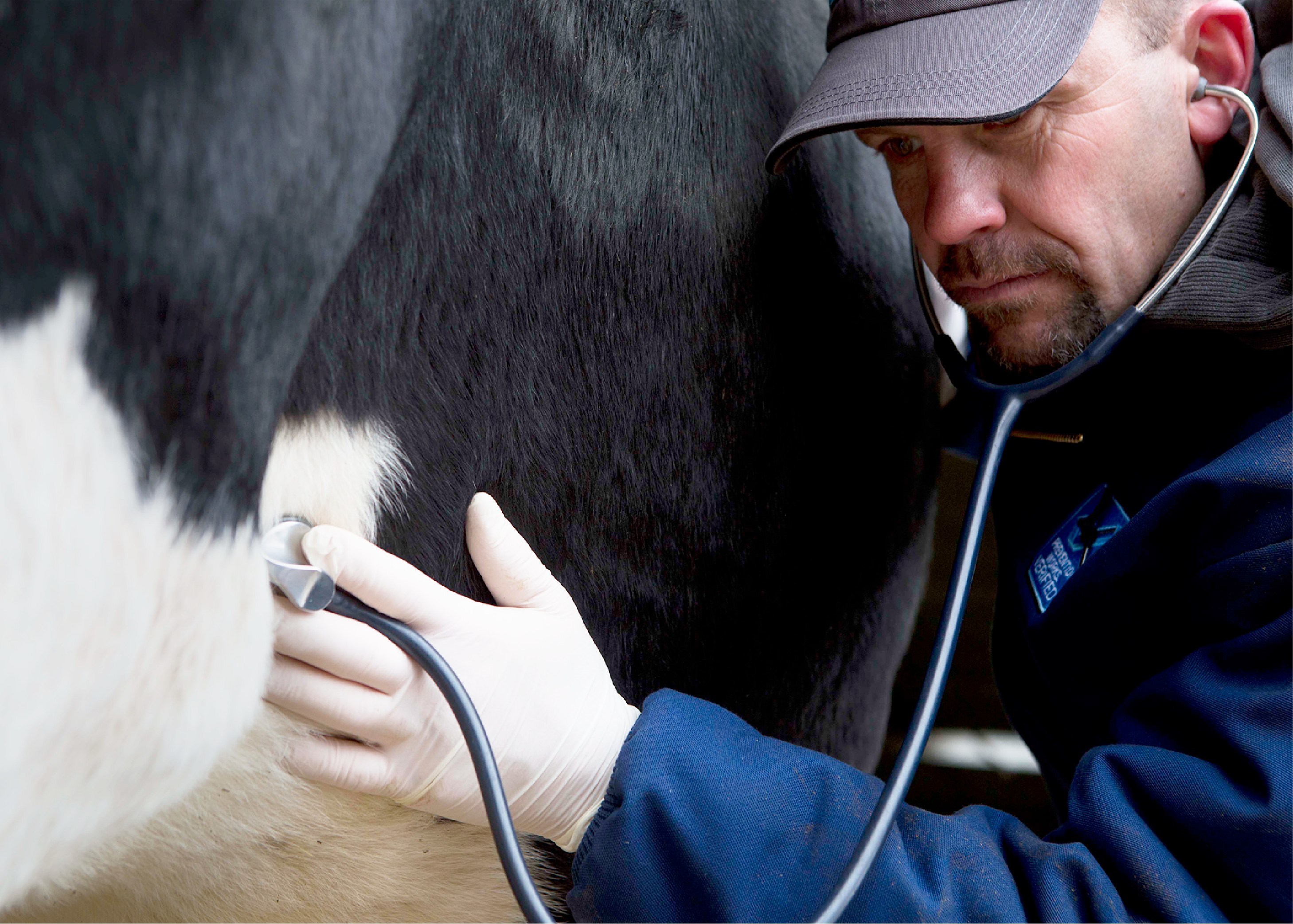 Vet checking cow's lungs