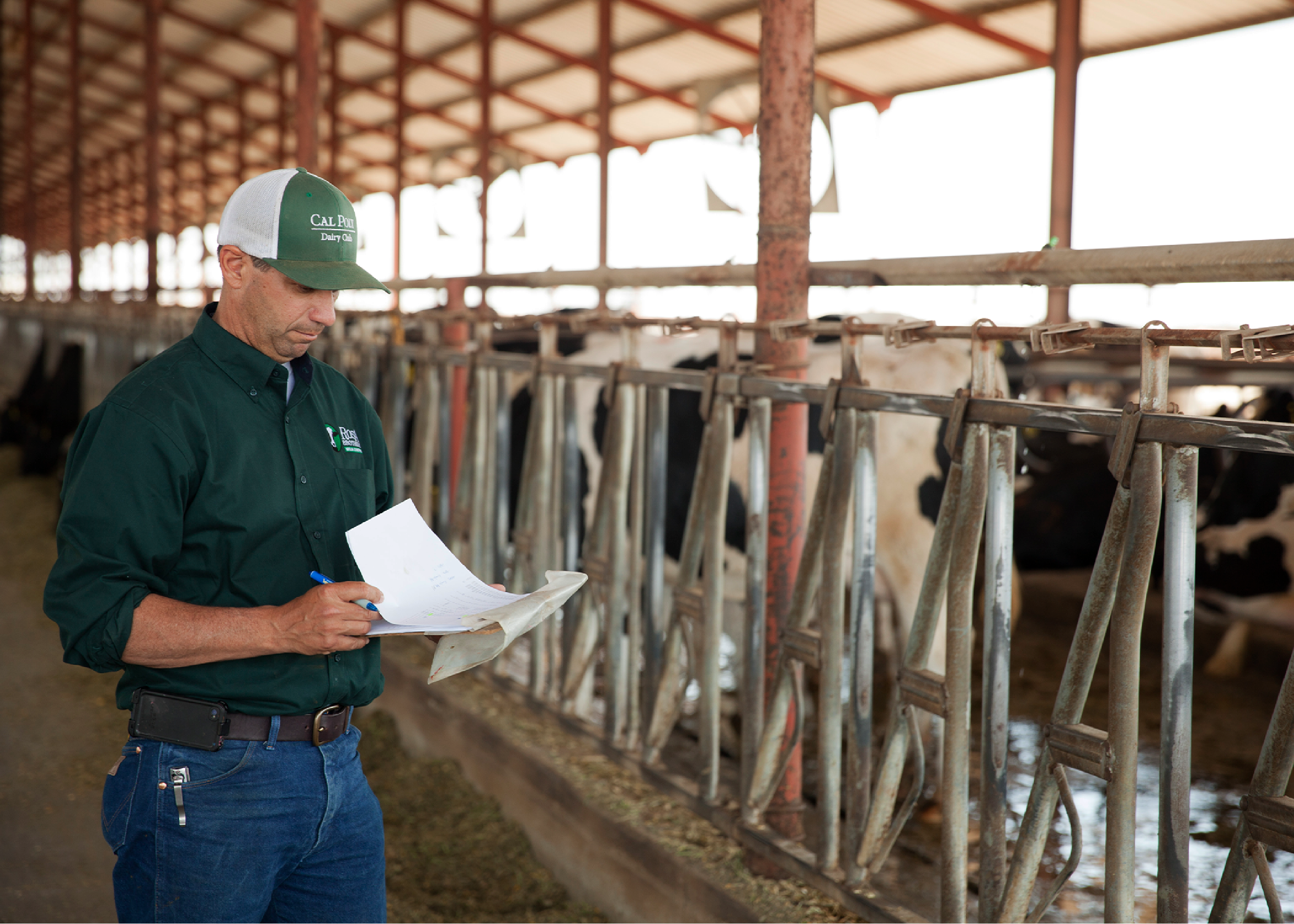 Man looking at checklist while viewing cows in barn.