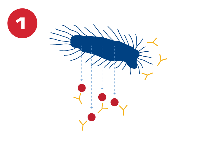 Leukotoxoids graphic 