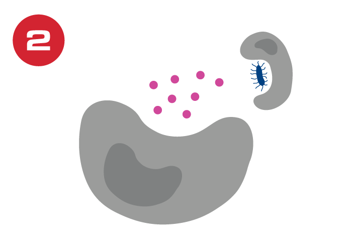 Leukotoxoids graphic 2