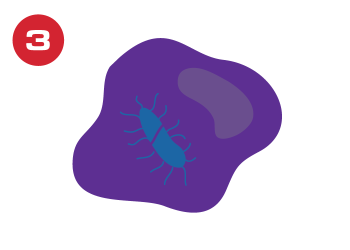 Leukotoxoids graphic 3