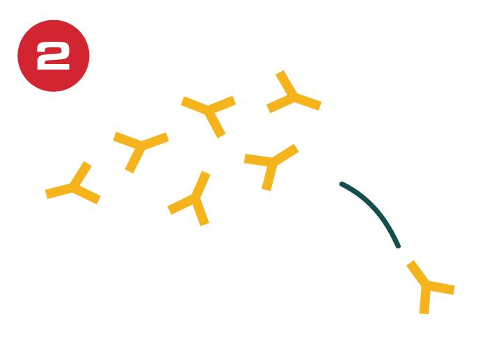 surface antigens graphic