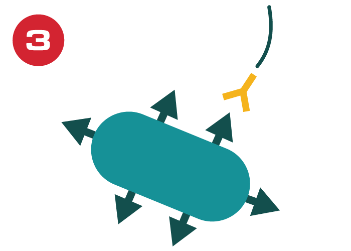 surface antigen and bacteria graphic