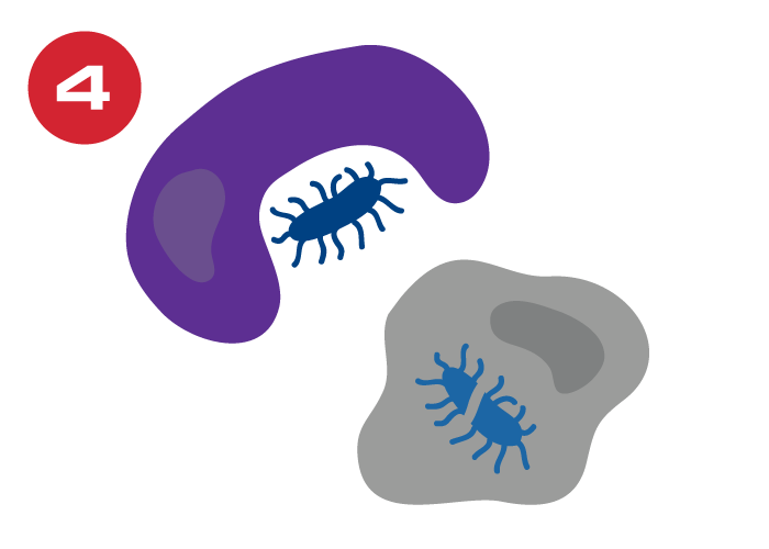 Macrophages grahpic