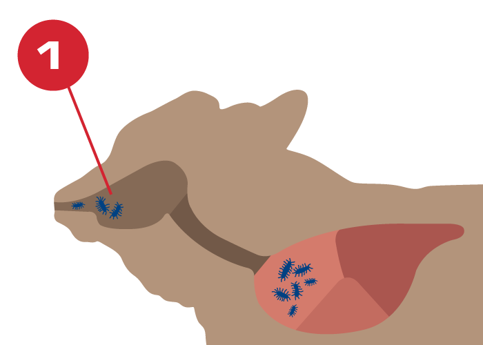 Mannheimia haemolytica bacteria graphic