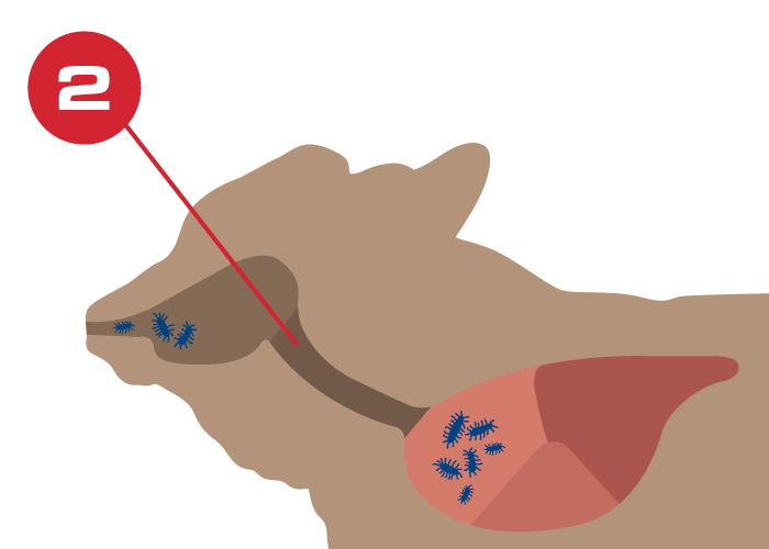 Mannheimia haemolytica bacteria graphic 2