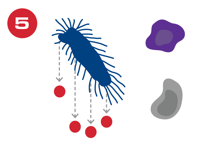 M. haemolytica organisms graphic