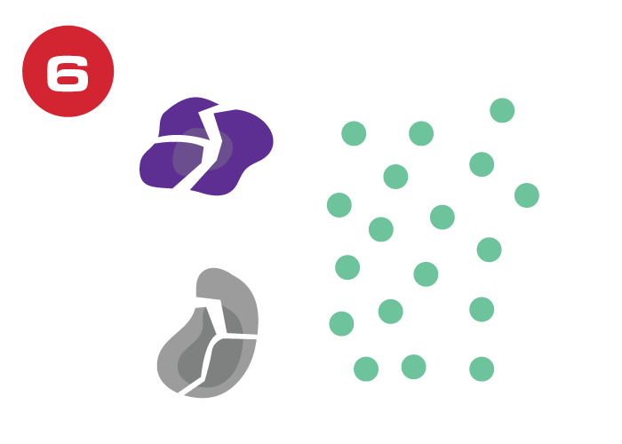 enzymes graphic