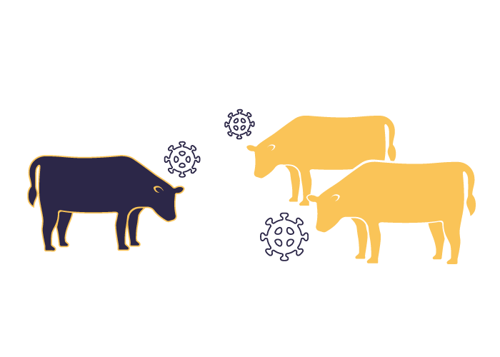 3 cows with virus icon graphic