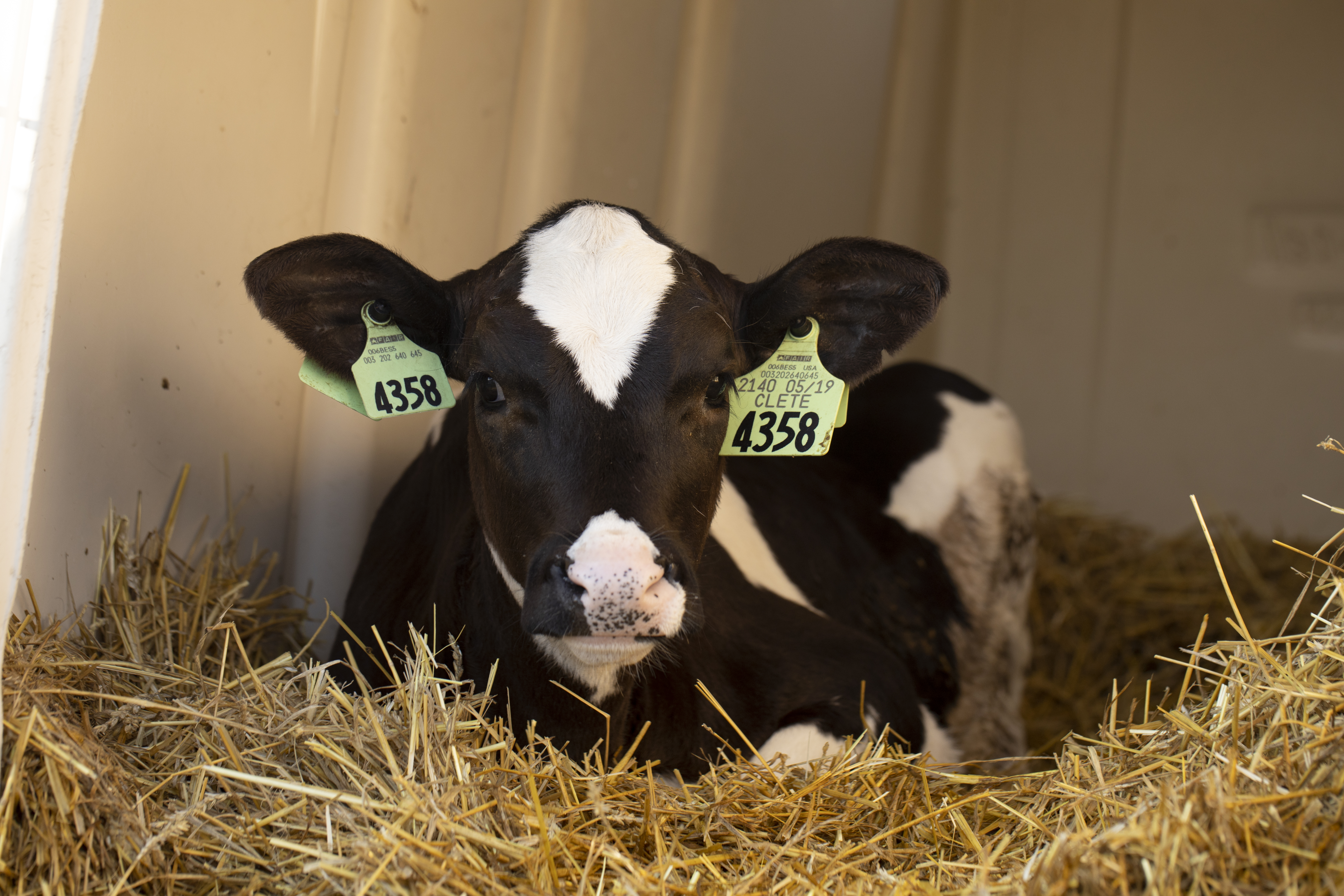 A young dairy cow laying in hay.