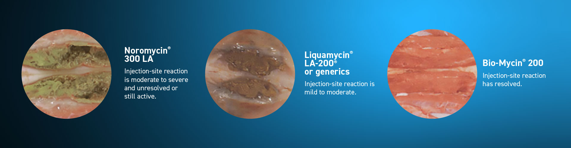 Three images of different lesions on cattle that Bio Mycin can help with