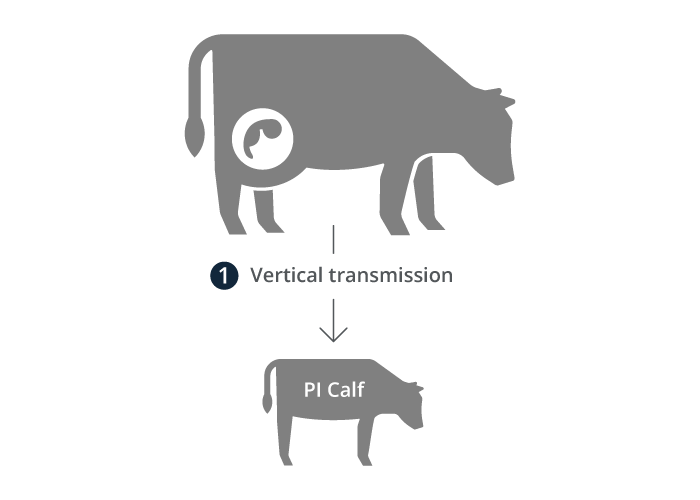 Image showing how vertical transmission of BVDV can move in cattle