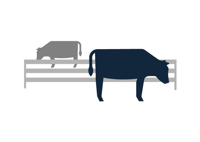 Two cows separated by a fence representing prevention of BVDV Step 2