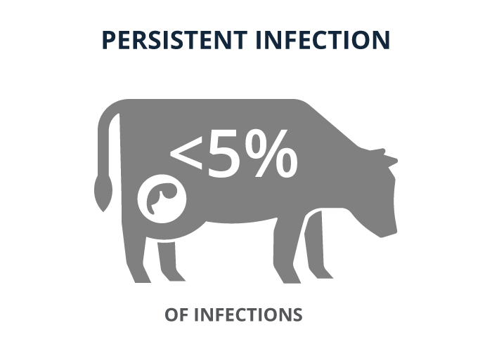 Persistent infection - 5% of infections