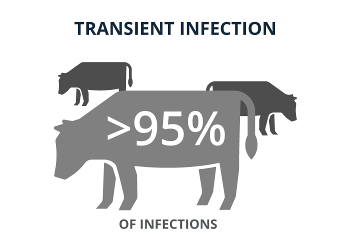 Transient infection - 95% of infections
