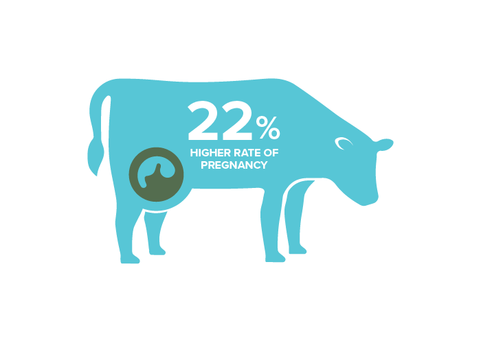 22% higher rate of pregnancy text on top of blue cow 