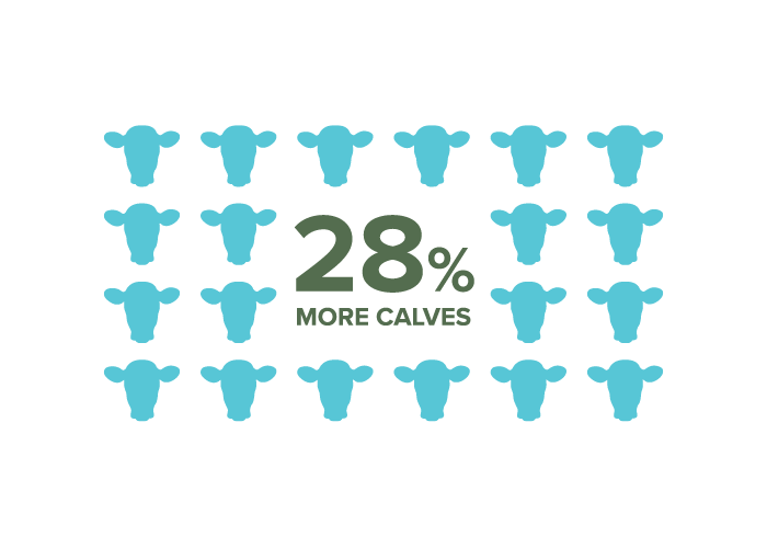 28% more calves with several blue cow heads