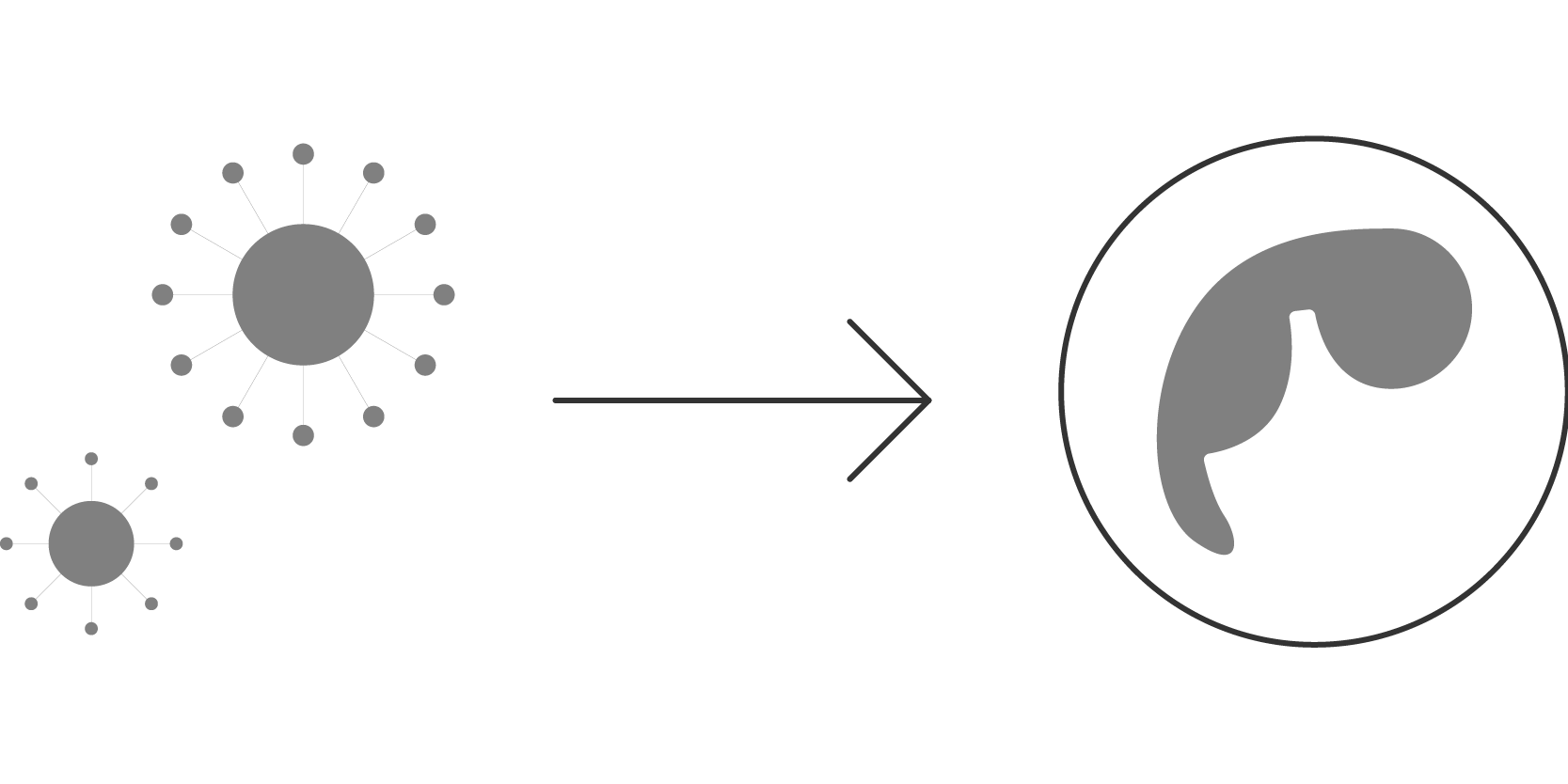 An icon of cells representing cattle fetus being infected with BVDV.