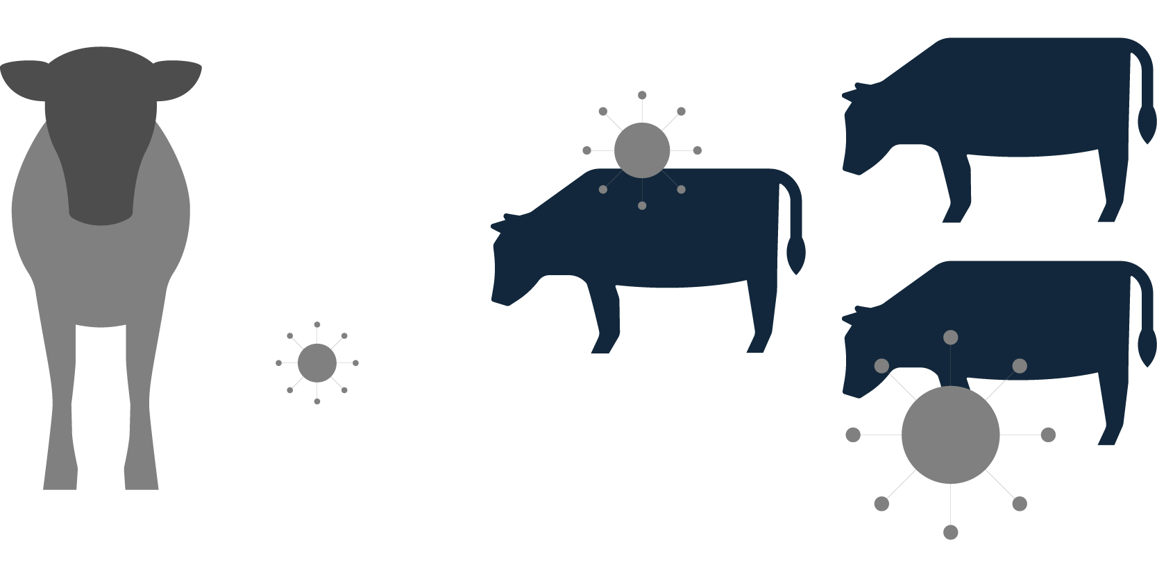 One cow in grey and multiple cows in blue showing how BVDV can be spread