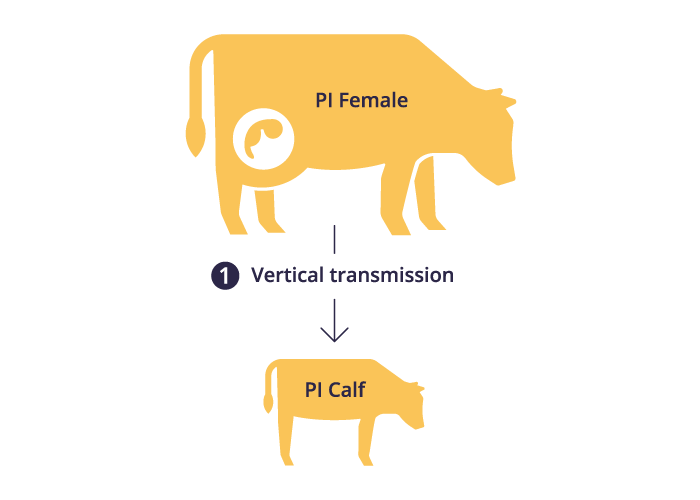 BVDV graphic series icon 1 depicts a PI Female vertically transmitting to PI Calf.
