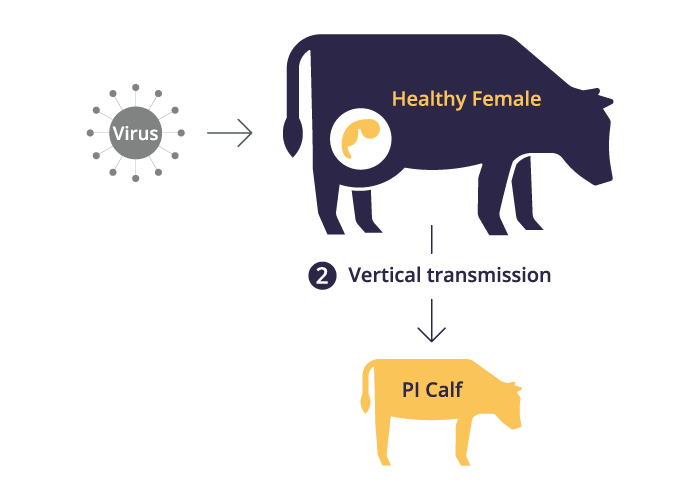 BVDV graphic series icon2 depicting a healthy female vertically transmitting to PI Calf