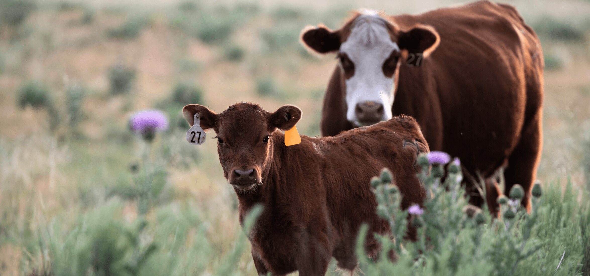 Mother and calf in a flower field. 