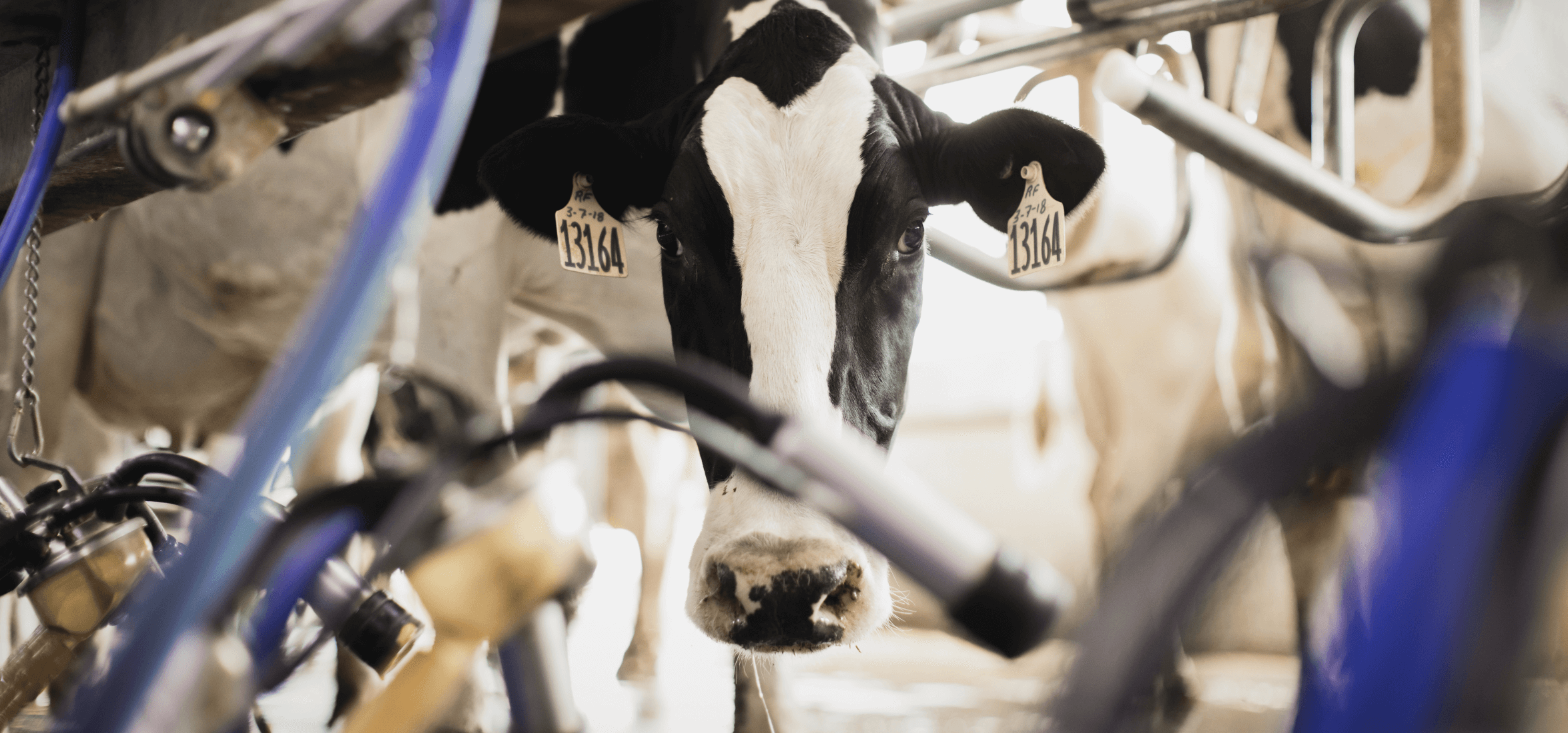 High performing dairy cow.