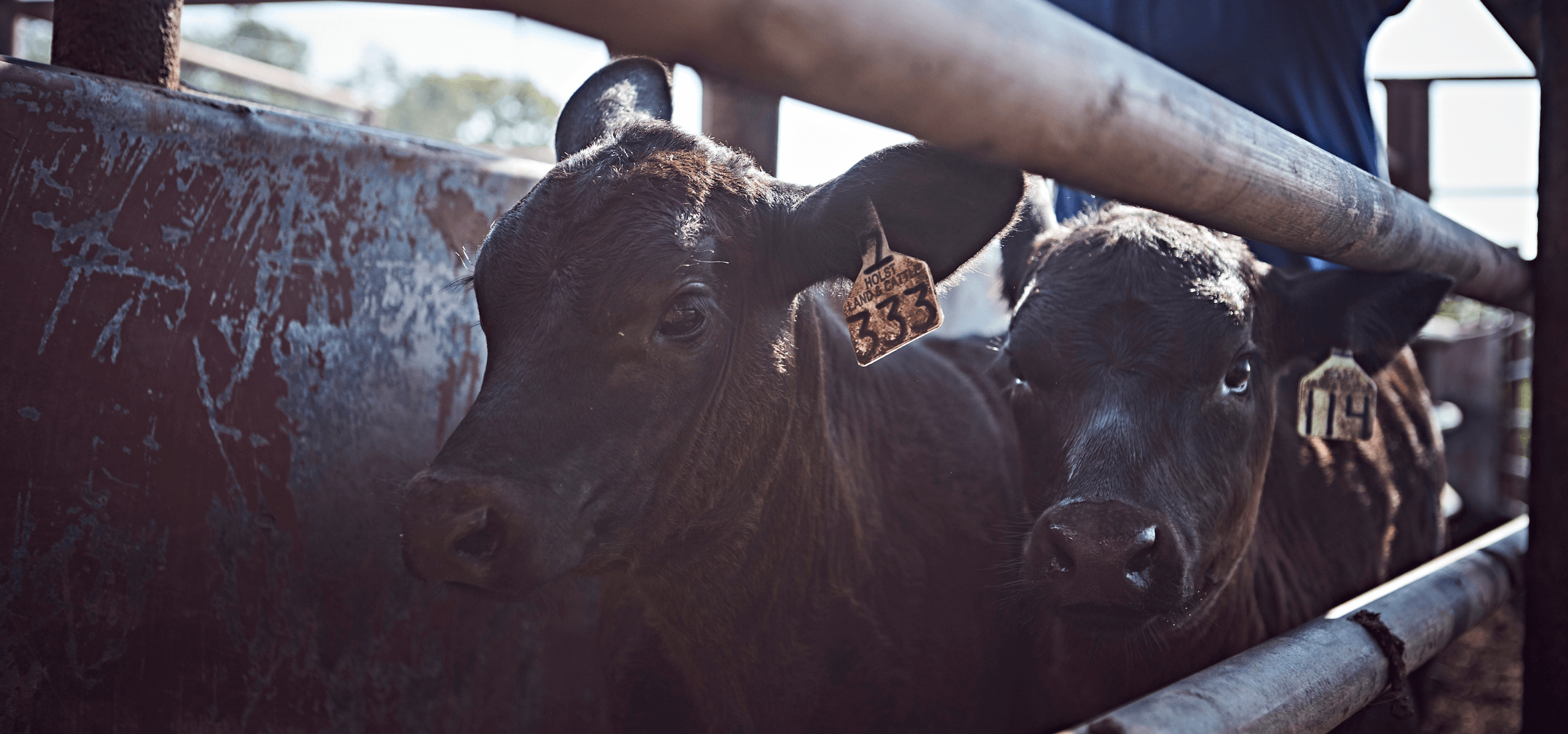 A close up of calves together in a barn.