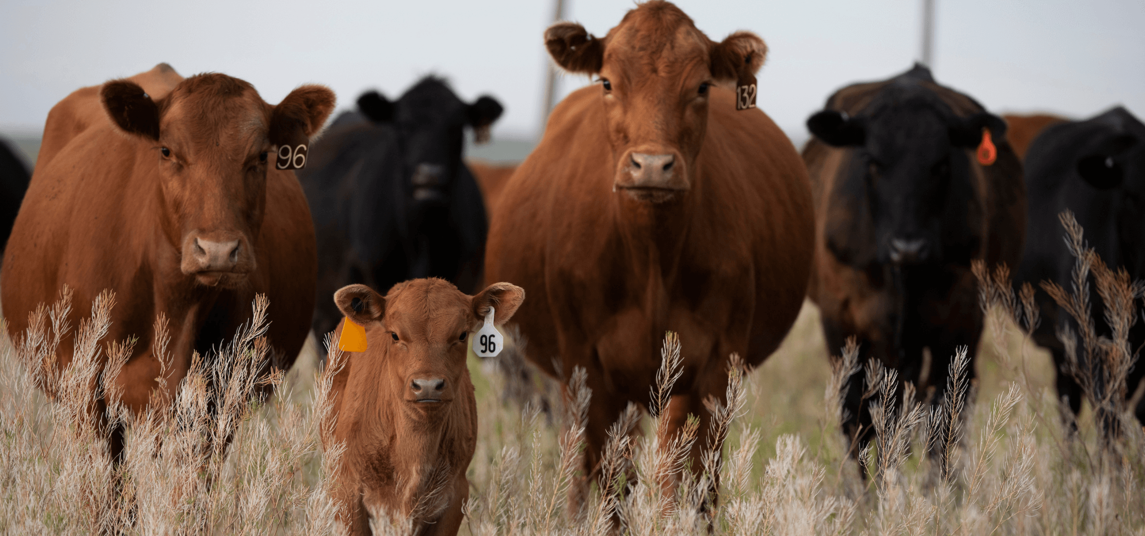 A group of beef dairy cattle grazing in a field.