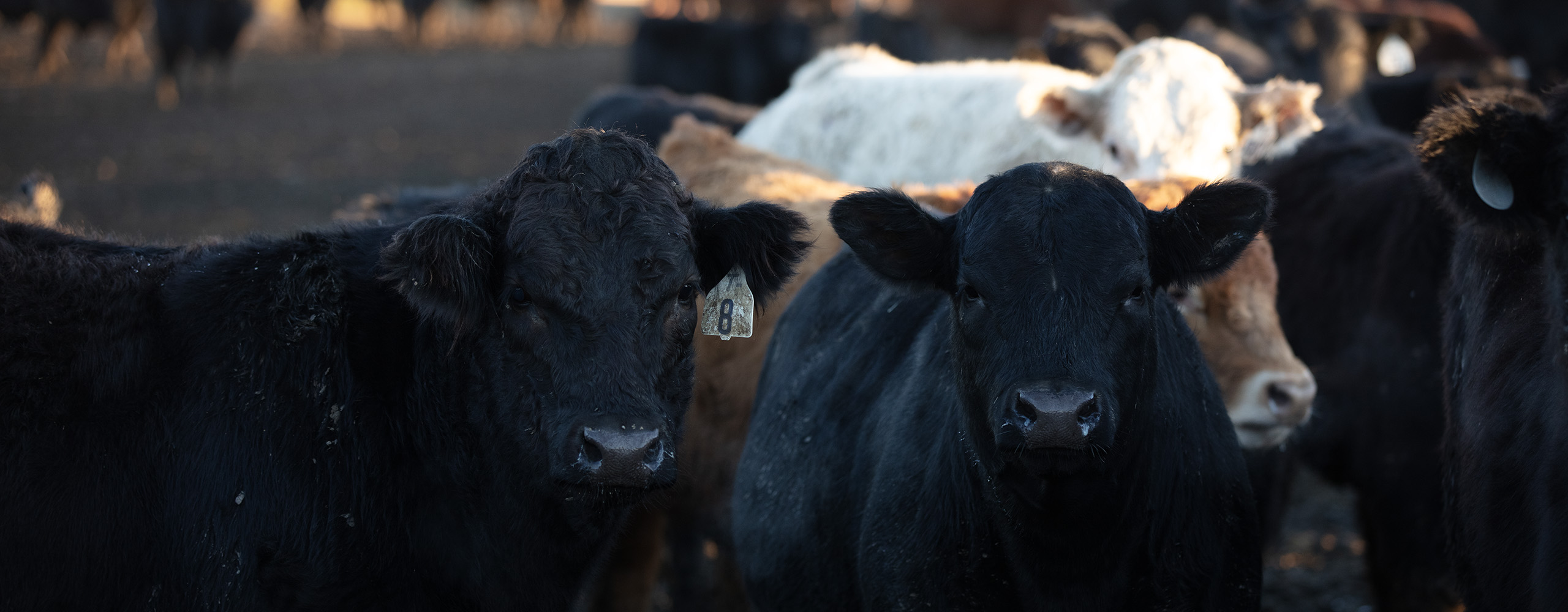 Brown, black and white cows in a herd.