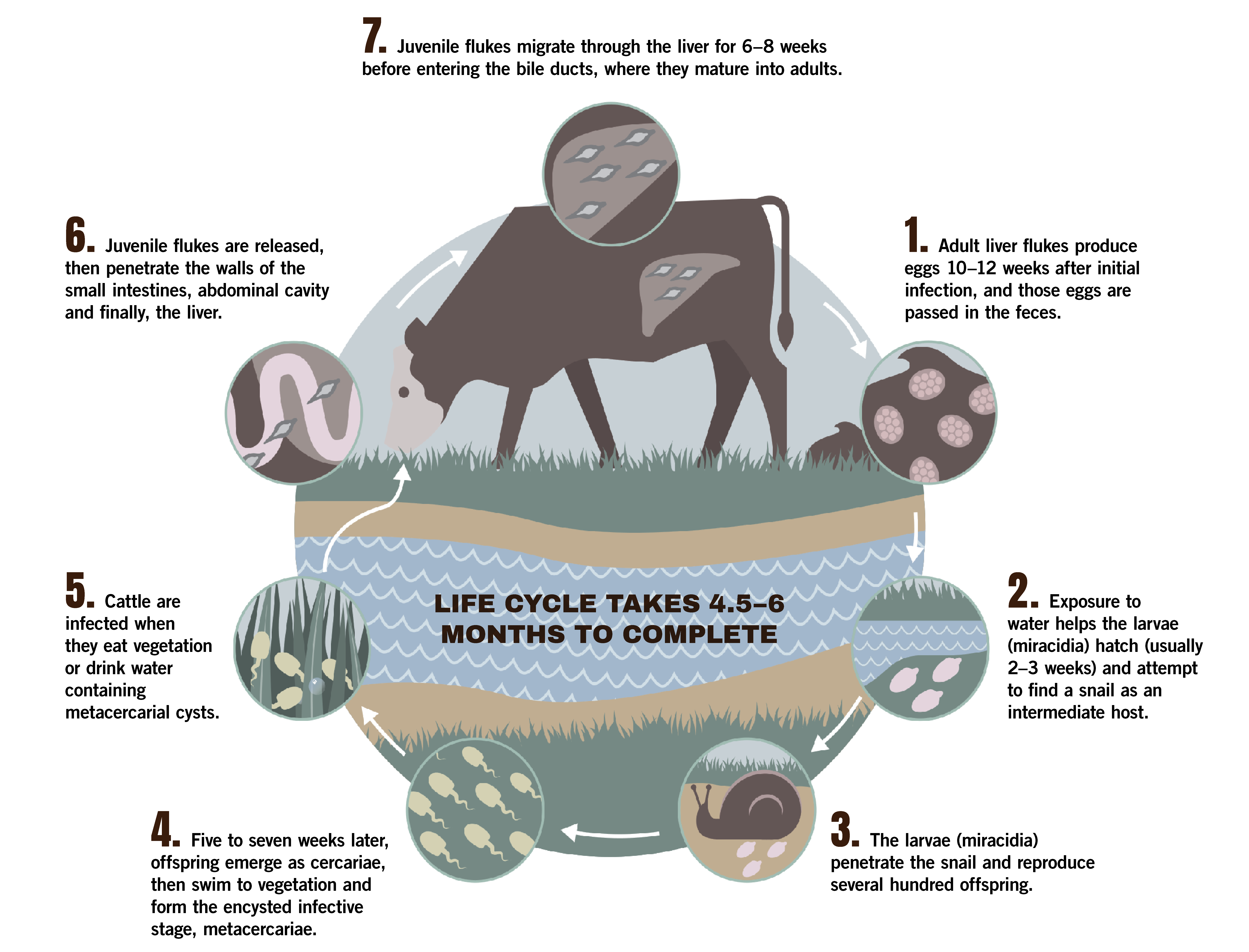 Life cycle of live flukes chart