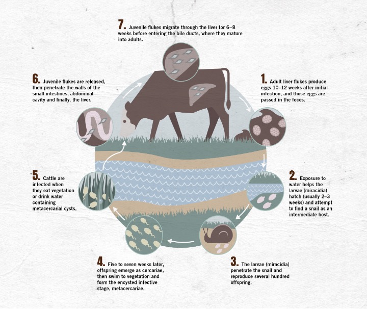 Liver flukes cycle graphic