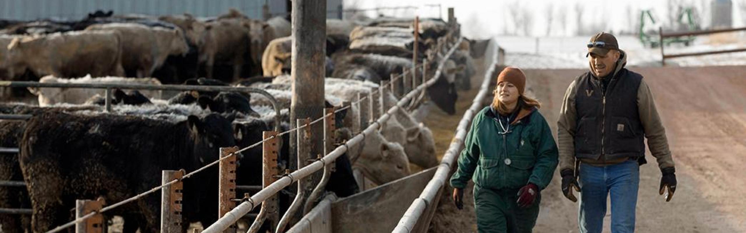 Two cattle practitioners walk along a pen of cattle