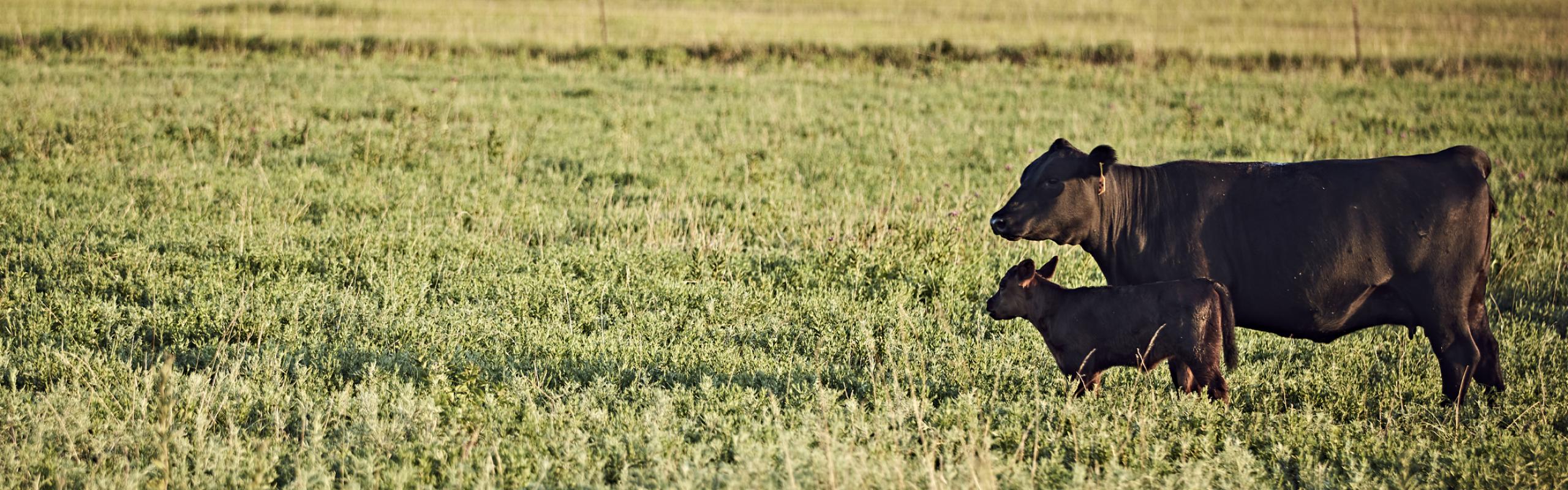 beef reproduction management