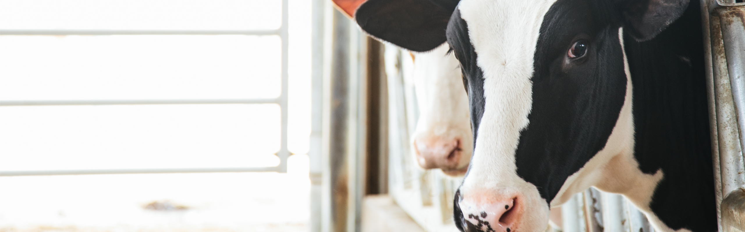 Dairy Cow looking out of a barn to symbolize good health